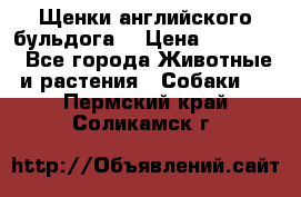 Щенки английского бульдога  › Цена ­ 60 000 - Все города Животные и растения » Собаки   . Пермский край,Соликамск г.
